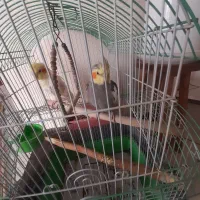 یک جفت عروس هلندی فروش فوری