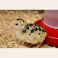 جوجه بوقلمون برنز ( پیش فروش)