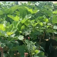 نهال انگور و انجیر استهبان