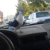 ساده سیاه بدون نقص فروش فوری