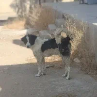 ستوله قدر جونی آله سیاه