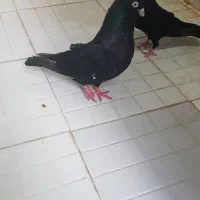 سیاه ساده
