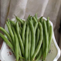 لوبیا سبز ترد و تازه