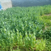 بذر نخود فرنگی