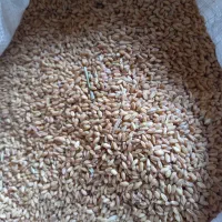 گندم|خوردنی و آشامیدنی|مانه, |دیوار