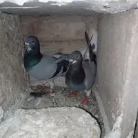 نر و ماده المانی دم سفید