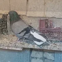 دوده ای نرتخت دم