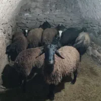 فروش بره نر