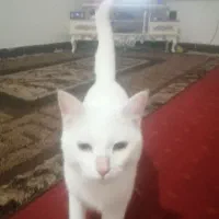 گربه سفید dsh