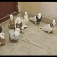 کفتر طوقی خال دار