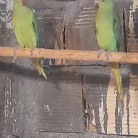 طوطی ملنگو