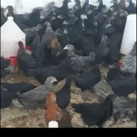 حراج  نیمچه جوجه مرغ خروس هم دورگ هم محلی شیراز