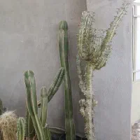 گلخانه کاکتوس