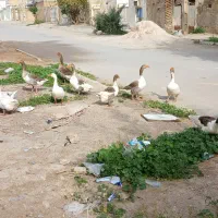 مرغابی تخم گذار