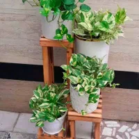 شماهم مثله من عاشق گلهای باکیفیت پس این پست ببینید
