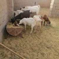 بز پاکستانی