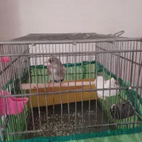سهره فکر کنم ماده باشه