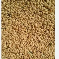* گندم * برای مرغ و جوجه - ارسال رایگان