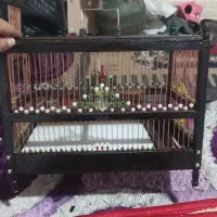 قفس‌پرنده نو نو