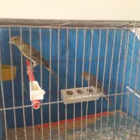 قناری نرو ماده سبز