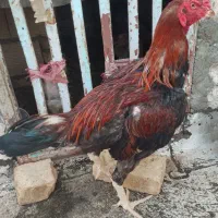 خروس لاری