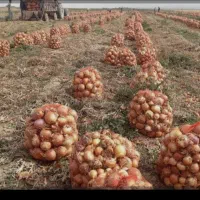 پخش مستقیم صیفی جات ویژه رستوران فست فود
