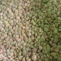 عدس تازه