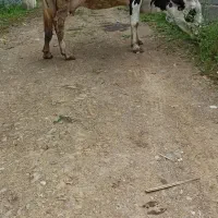 گاو گوساله دورگ ماده