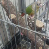 طوطی گرینچیک