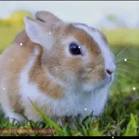 ۳عدد خرگوش خونگی خوشگل ۷۰۰