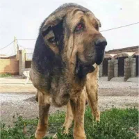 انگشتر معاوضه با پژدر