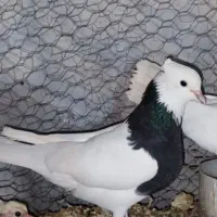 طوق سیاه نرماده کلای خشگل
