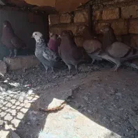 کبوتر