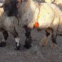 قوچ ترکی