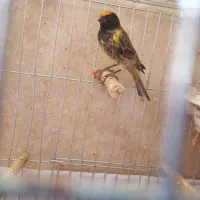 گلبسر و قناری ابلق پرتقالی جفت شده