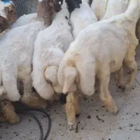 بره نر