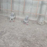 کبوتر شامی نر ماده. کرمونی