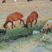 فروش بره ماده درجه یک سالم وب شرط