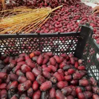 خرما نیم پخت وخرمای کامل