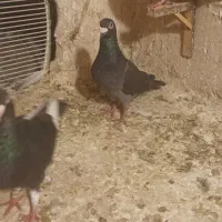 کفتر|پرنده|مشهد, چهنو|دیوار