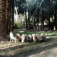 گوسفند فروشی