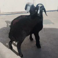 بره نر و ماده شالی خرج خوره
