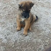 توله سگ قدرجونی