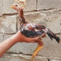 جوجه لاری