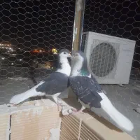 کفتر