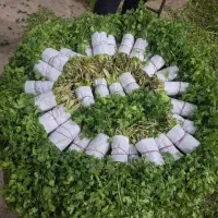 استخدام کارگر ساده