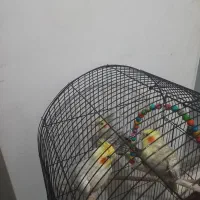 عروس هلندی