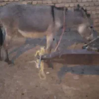 کره خر الاغ