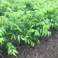 گردوپکان‌گرمسیری پیوندی گلدانی