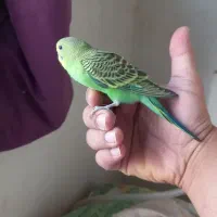مرغ عشق جوجه دوماهه